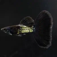 ماهی کپی بلک متال