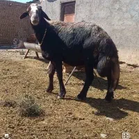 قوچ