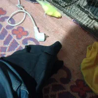۷۰۰۰تومن مرغ عشق
