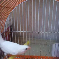 فنج بنگالی ماده