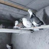 کفتر یا کبوتر|پرنده|صوفیان, |دیوار