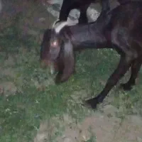بز نروماده|حیوانات مزرعه|ایرانشهر, |دیوار