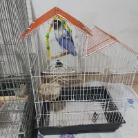 طوطی هلندی وطوطی برزیلی