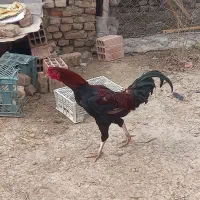 خروس لاری|حیوانات مزرعه|سیمین شهر, |دیوار