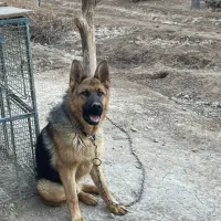 ژرمن|سگ|کرج, مصباح|دیوار