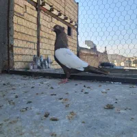 سینه زردوسینه مشکی ماده