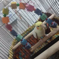 یک عدد عروس هلندی سخن گو|پرنده|شبانکاره, |دیوار