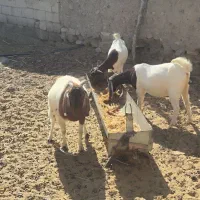 گوسفند|حیوانات مزرعه|ارزوئیه, |دیوار