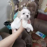 توله دوماهه