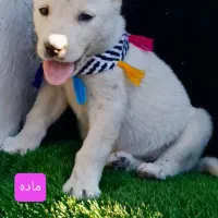 تعدادی توله های نر ماده آماده ارسال