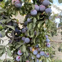 فروش الو شابلون. تازه