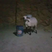 بره ماده سبک وزن درجه یک