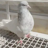 کبوتر کله ای الماسی وآبی|پرنده|قم, نیروگاه|دیوار