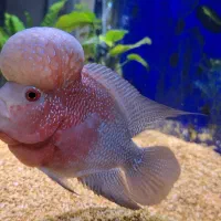 ماهی فلاورن هورن +غذا اوشن فری