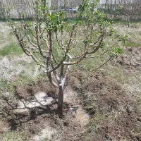 باغ لب جاده با سهمیه اب|فروش زمین و ملک کلنگی|بهار, |دیوار