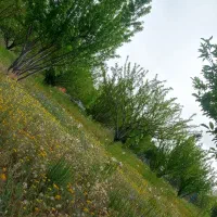 باغ-ساوالان