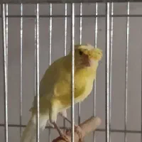 قناری نرتیر باهیکل درشت کاکلی|پرنده|خوی, |دیوار