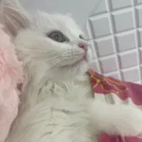 گربه پرشین اشرافی