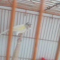 قناری ماده