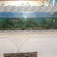 آکواریوم با ماهی و وسایل