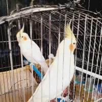 یک جفت عروس هلندی مولد