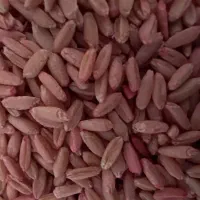 گندم بذری درجه یک