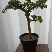 بنسای یادرخچه یشم وخرفه