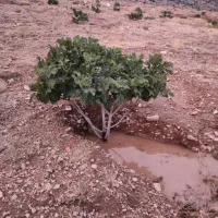 باغ انجیر