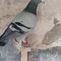 سبز و دوکت پلاکی و جفت شهری یقه بسته برازجان