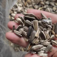 تخمه مناسب پرنده