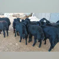 بره ماده قره قزل گوسفند میش قوچ شیشک افشار دوقلو