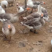 تعدادی غازچاق وسالم|حیوانات مزرعه|سنگر, |دیوار