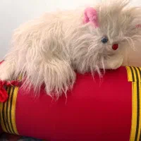 گربه پشمالوچشم ابی