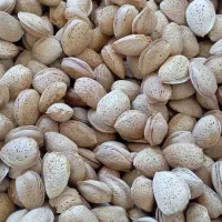 بادام نیمه سنگی پر مغز و شیرین امسالی