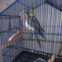 عروس هلندی مولد