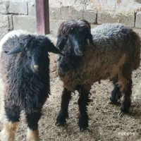 ۲ راس بره ماده داشتی بهمن بیگی|حیوانات مزرعه|شیراز, شاپورجان|دیوار