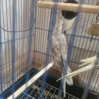 عروس هلندی|پرنده|قم, باجک یک|دیوار