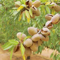 فروش باغ میوه در فریدونشهر