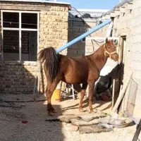مادیان کردآرام