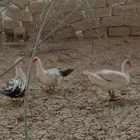 اردک روسی معاوضه دارم