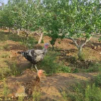 بوقلمون ماده تخمگذار