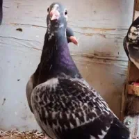 قفس جفت خون تعداد۶عدد