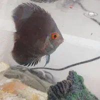 دیسکس بلو دایموند