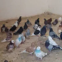 کفتر|پرنده|ارومیه, |دیوار