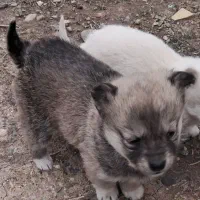 توله پاکوتا سراب