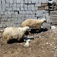 فروش‌میش‌وبره‌‌‌به‌صورت‌چکی‌ویکجا