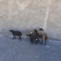 میش بره دوقلو