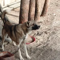 سگ سرابی|سگ|مشهد, وکیلآباد|دیوار