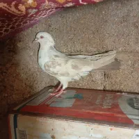 کبوتر پلاکی معاوزه|پرنده|شیراز, ظفرآباد|دیوار
