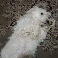 سگ تریر پودل